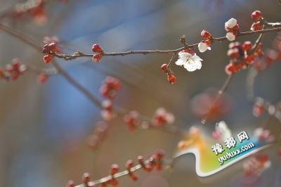 两十四节气“惊蛰”惠临 仄易远间详尽祭黑虎化玄色