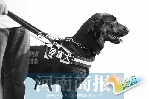 郑州三只导盲犬拆下铁 带西崽返回洛阳看牡丹