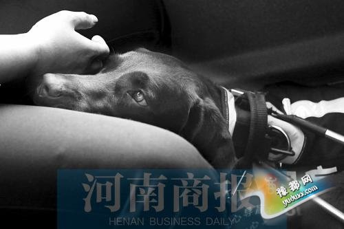 郑州三只导盲犬拆下铁 带西崽返回洛阳看牡丹